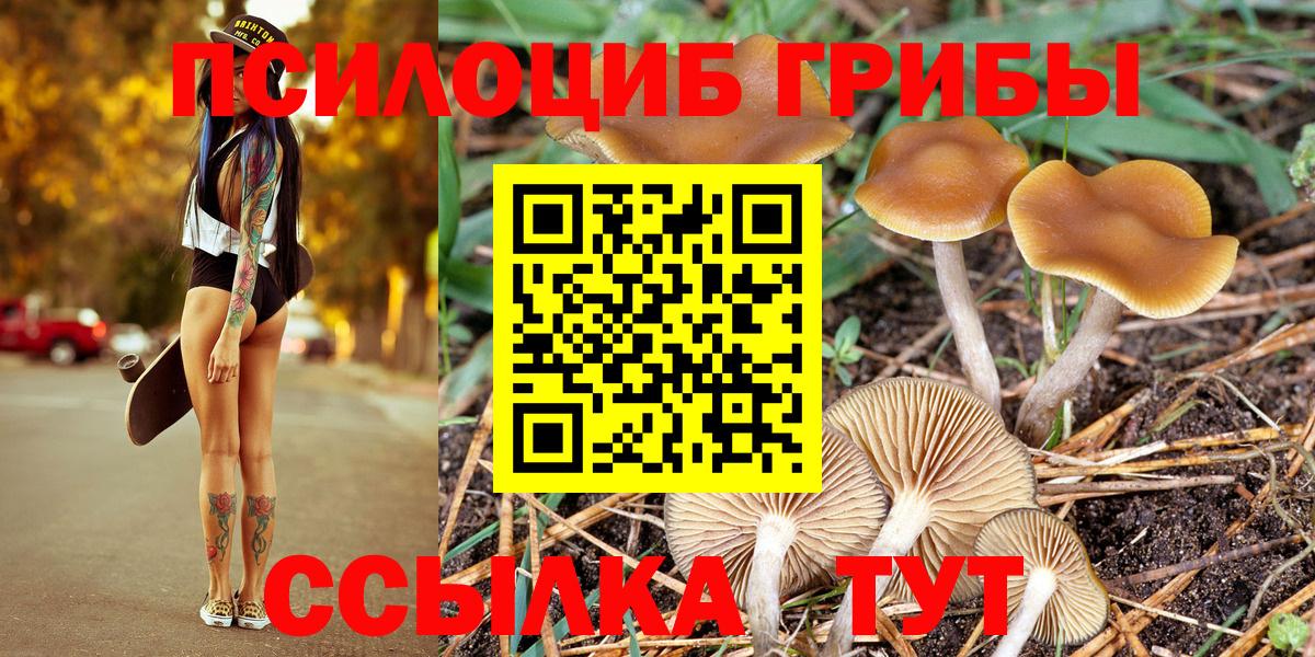 Псилоцибиновые грибы Cubensis Чернушка